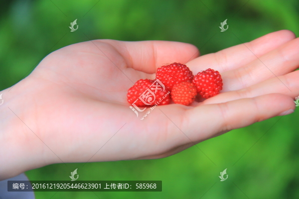 樹莓野草莓