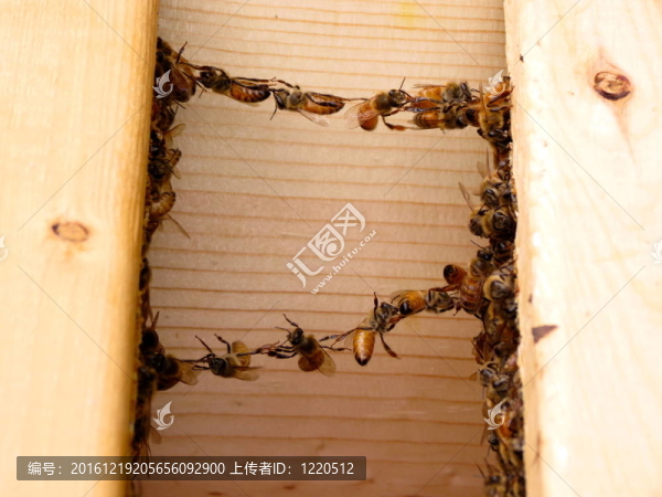 包裝的蜜蜂
