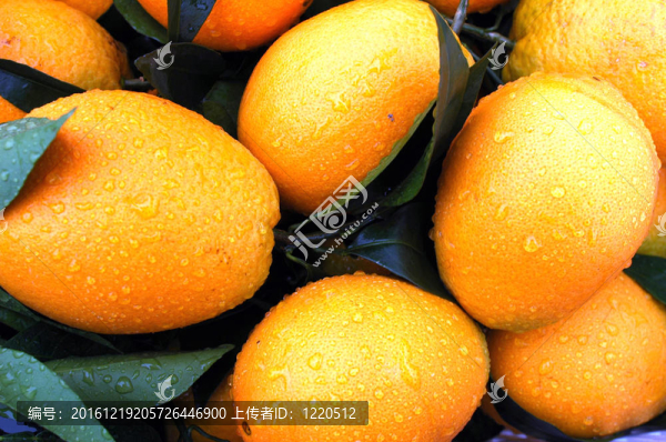 鮮橙果實(shí)