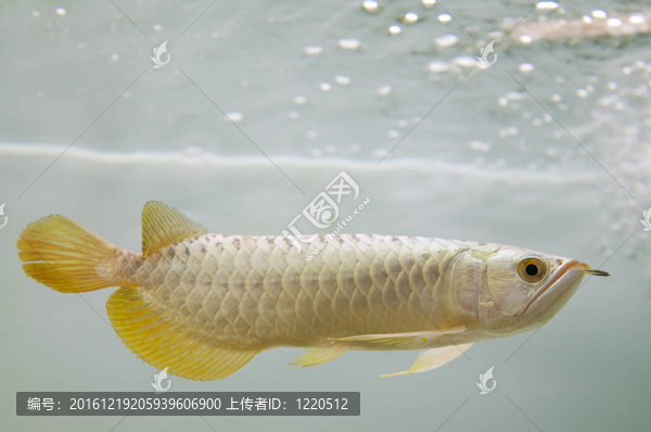 金龍魚魚