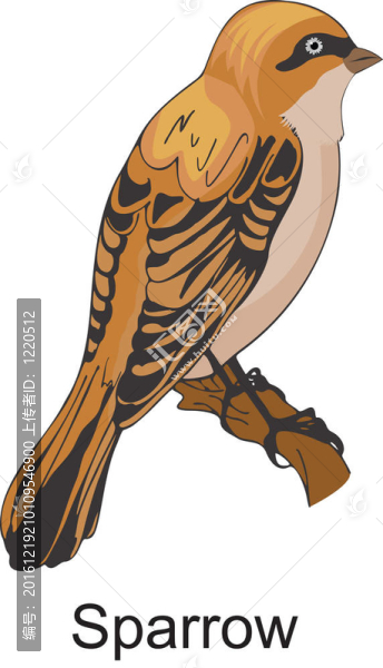 麻雀或麻雀科；插圖