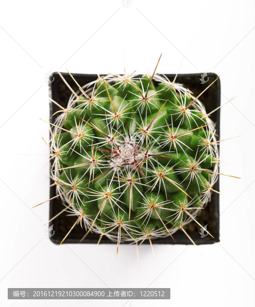 多刺的仙人掌種在花盆里