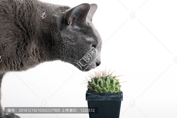 好奇的貓檢查多刺的仙人掌