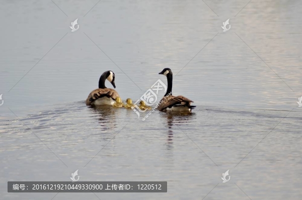 加拿大鵝的家庭