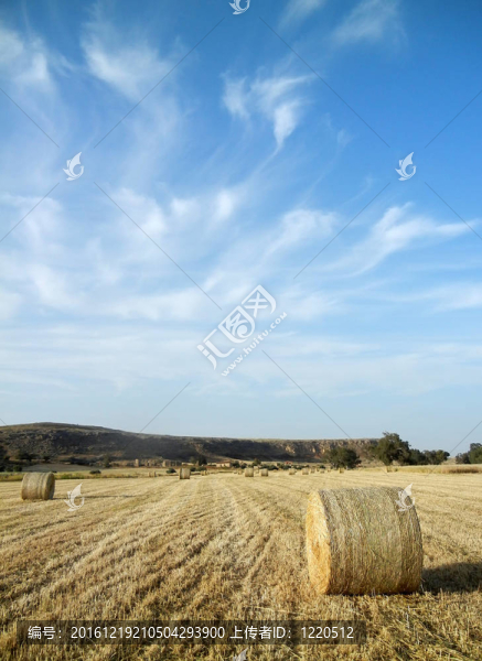 夏天的風景