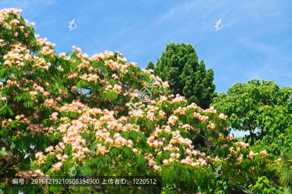 藍(lán)天上的綠色花樹