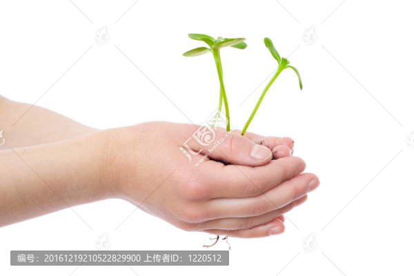 芽在孩子的手中