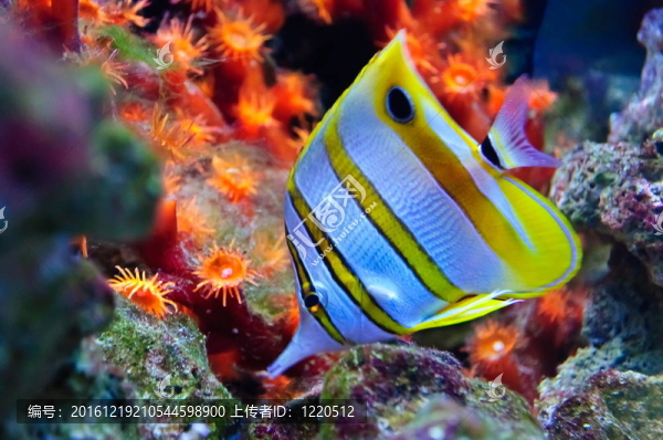 熱帶海洋魚