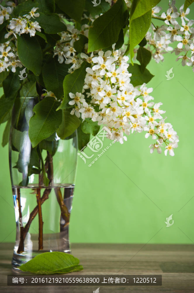 桌上花瓶中盛開(kāi)的鳥(niǎo)櫻花束