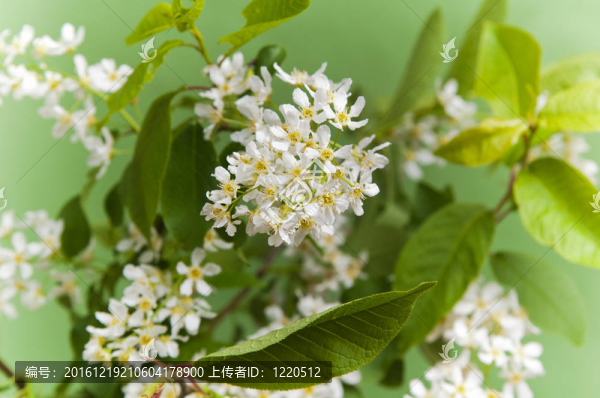 櫻花盛開(kāi)的樹(shù)枝