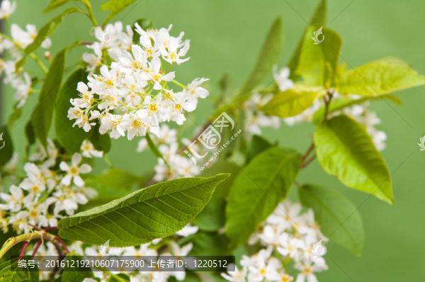 櫻花盛開的樹枝