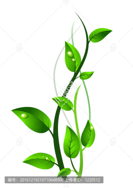綠芽葉滴