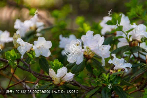 春天盛開(kāi)的木蘭花