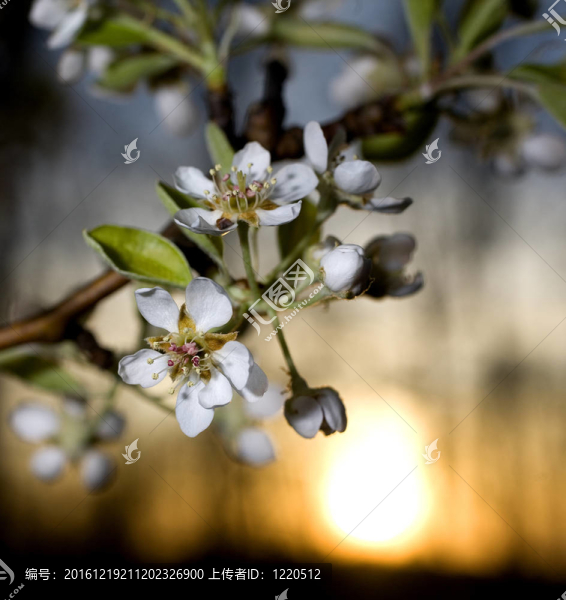 日落花開