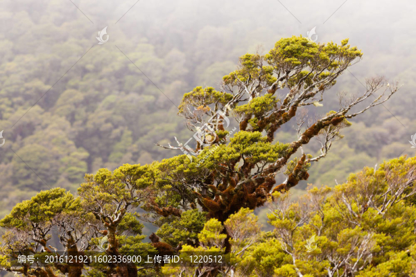 在福德NP山櫸木雨林；NZ
