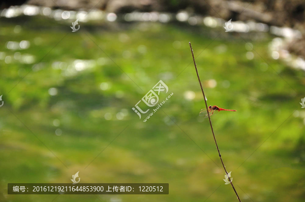 綠色背景蜻蜓