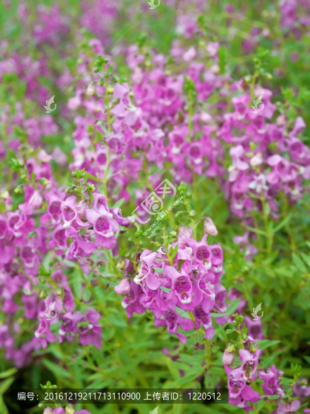 angelonia,goyazensis花
