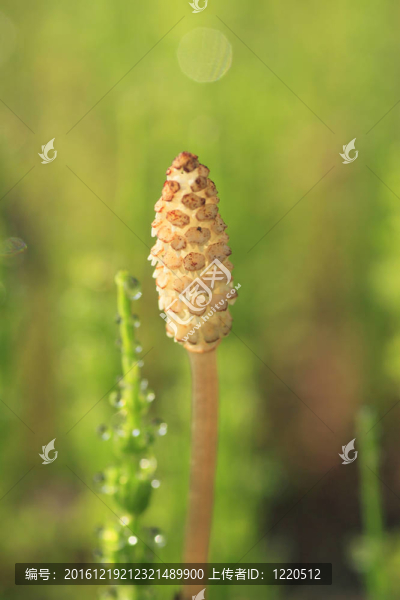 問荊