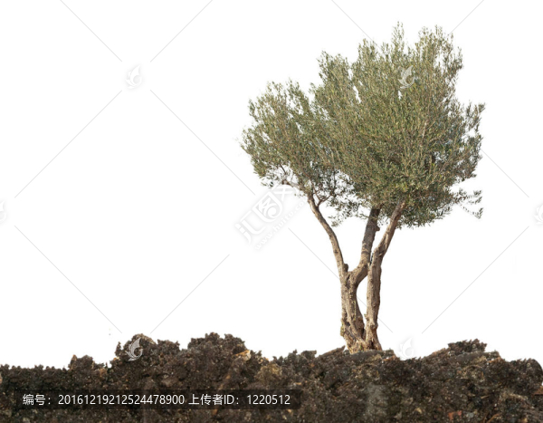橄欖樹
