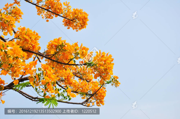 火焰樹花和藍(lán)天