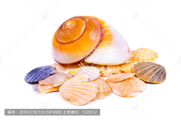 海貝殼