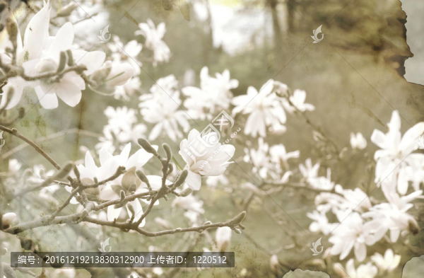 古典風格花園中的木蘭花