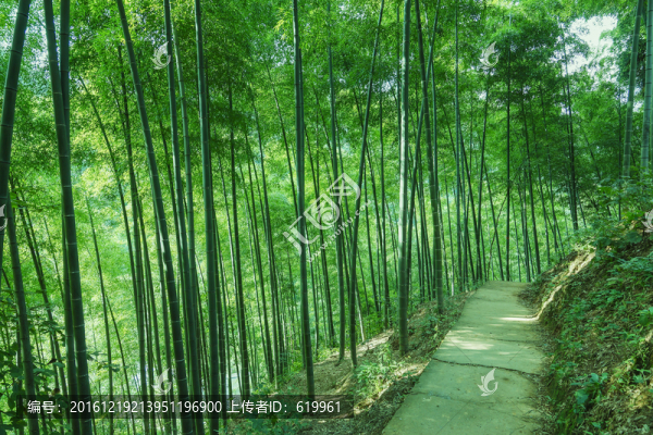 竹林小路