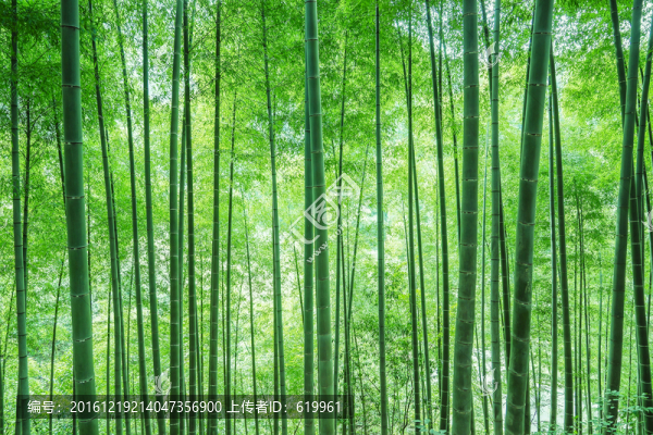 翠竹林