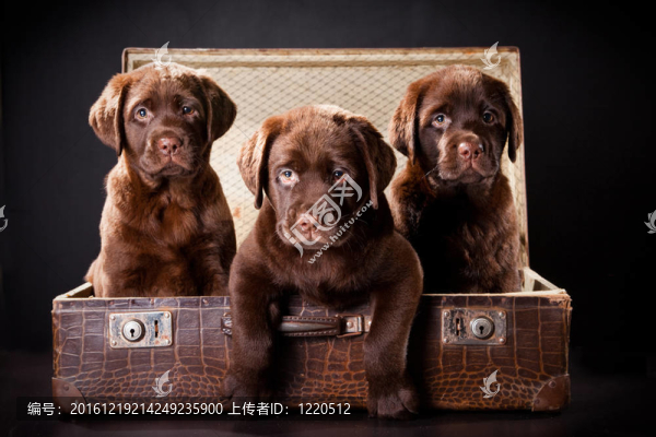 三只小狗的拉布拉多獵犬在老式手提箱