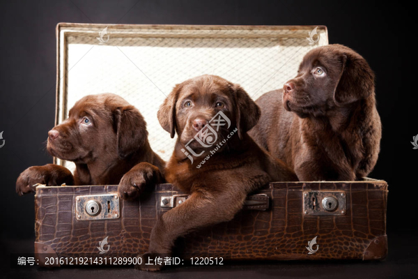 三只小狗的拉布拉多獵犬在老式手提箱