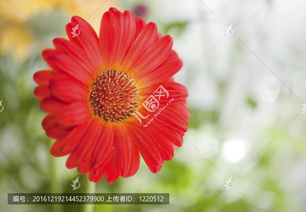 紅太陽
