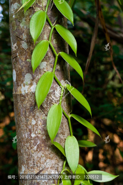 香草