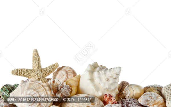 收集貝殼