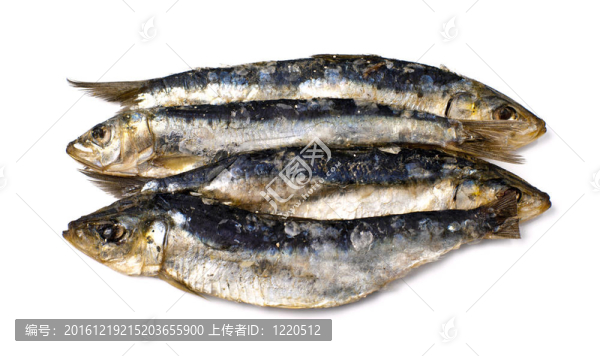 鯡魚沙丁油魚