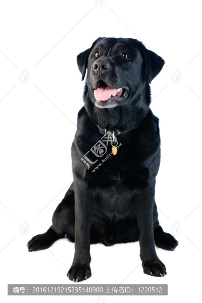 拉布拉多犬