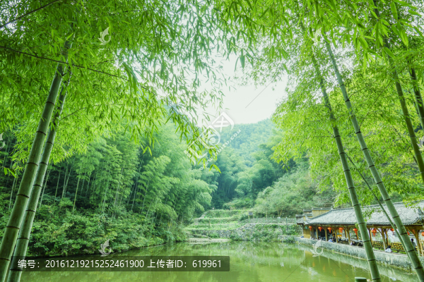 木坑竹海