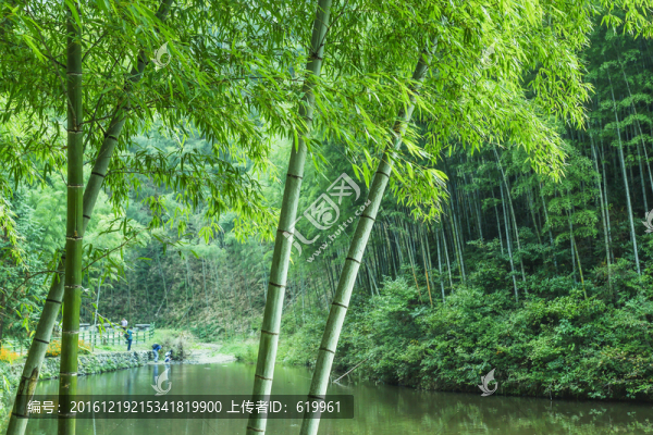 木坑竹海