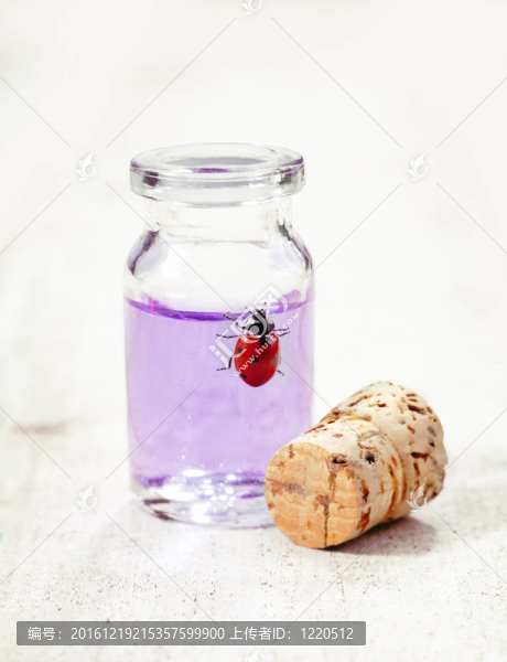紅色瓢蟲(chóng)在玻璃瓶