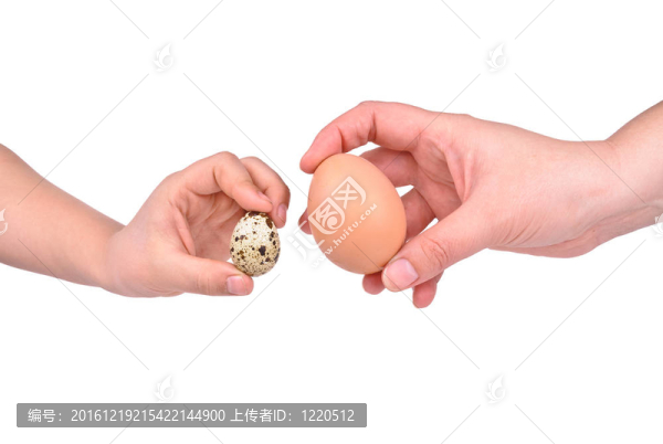 鵪鶉蛋和手