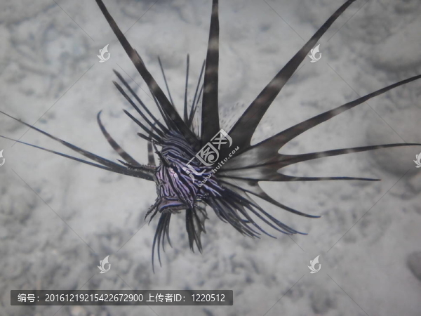 獅子魚(yú)