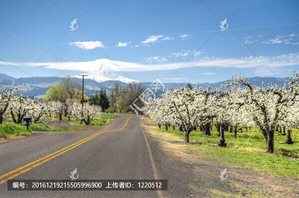 農(nóng)村公路；蘋果園；帽山