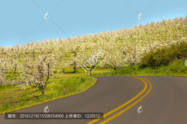 農(nóng)村公路；蘋果園
