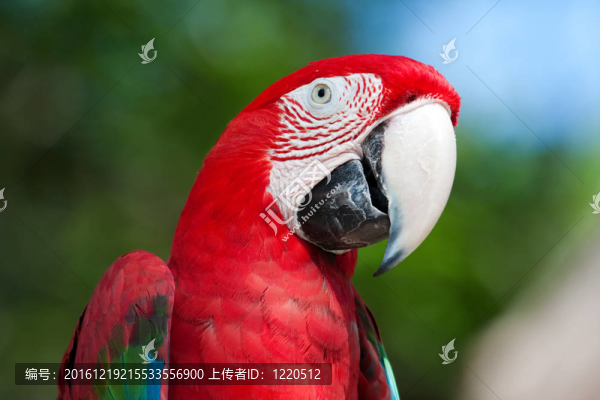 紅色的金剛鸚鵡棲息在樹(shù)上