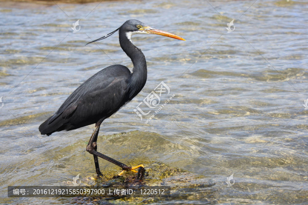 小藍(lán)鷺（Egretta,caerulea）在沙灘上納馬灣我