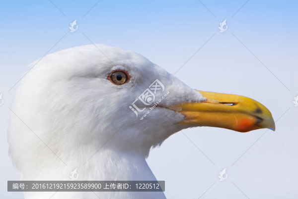 海鷗分布接近