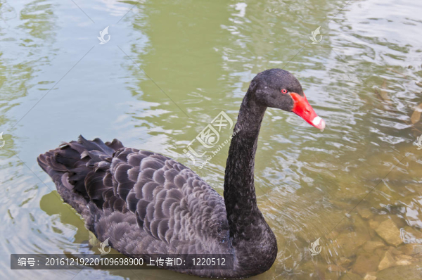 天鵝夫婦