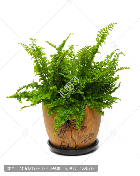 白色背景下的褐色盆栽蕨類(lèi)