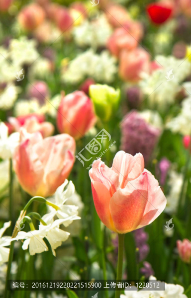 在白色和pastelcolors郁金香和水仙花