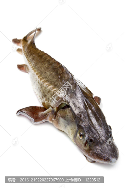 鱘魚