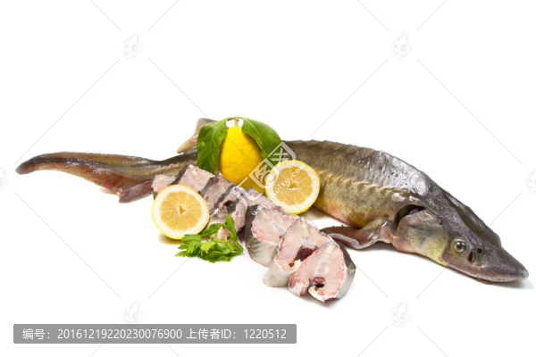 鱘魚
